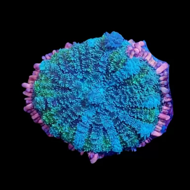 Rhodactis Frankenstein kopen? | Coralandfishstore.nl