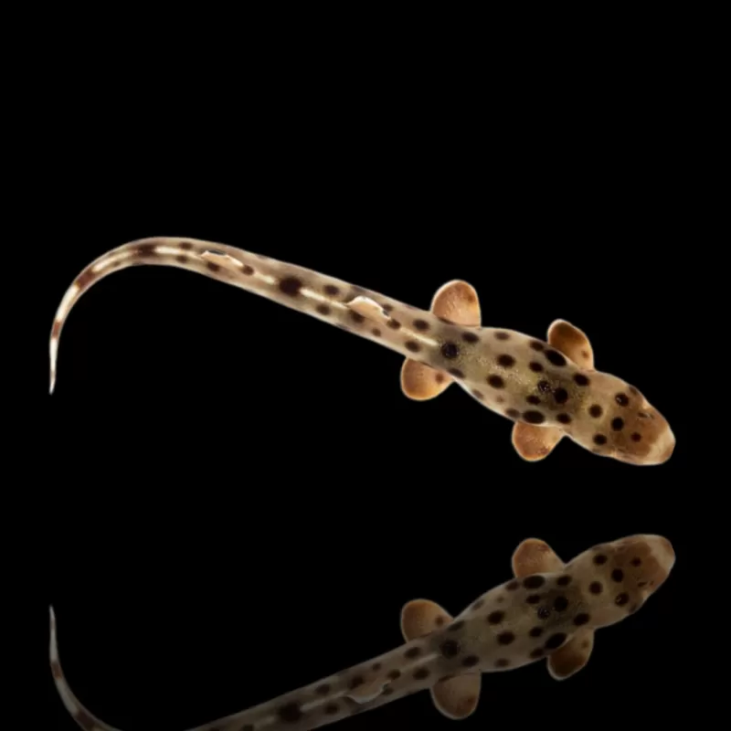 Hemiscyllium Ocellatum | Coralandfishstore.nl