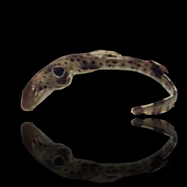 Hemiscyllium Ocellatum | Coralandfishstore.nl