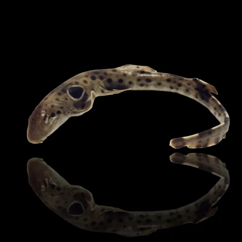 Hemiscyllium Ocellatum | Coralandfishstore.nl