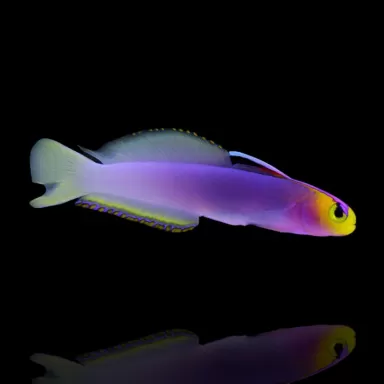 Nemateleotris helfrichi-helfrich's pijlvis kopen? | Coralandfishstore.nl