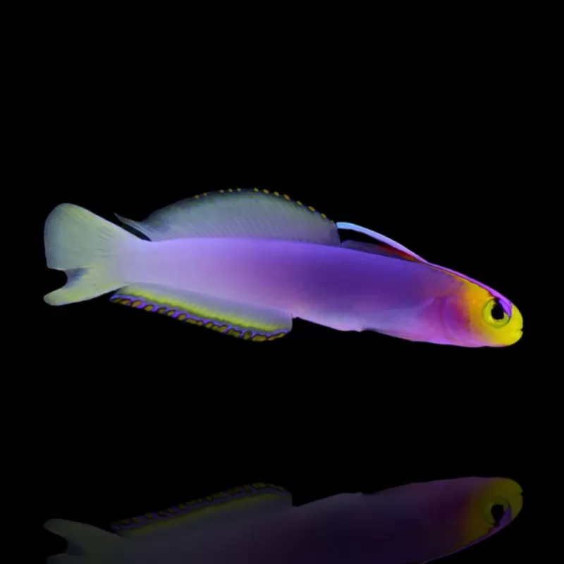 Nemateleotris helfrichi-helfrich's pijlvis kopen? | Coralandfishstore.nl