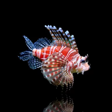 Dendrochirus Zebra | Coralandfishstore.nl