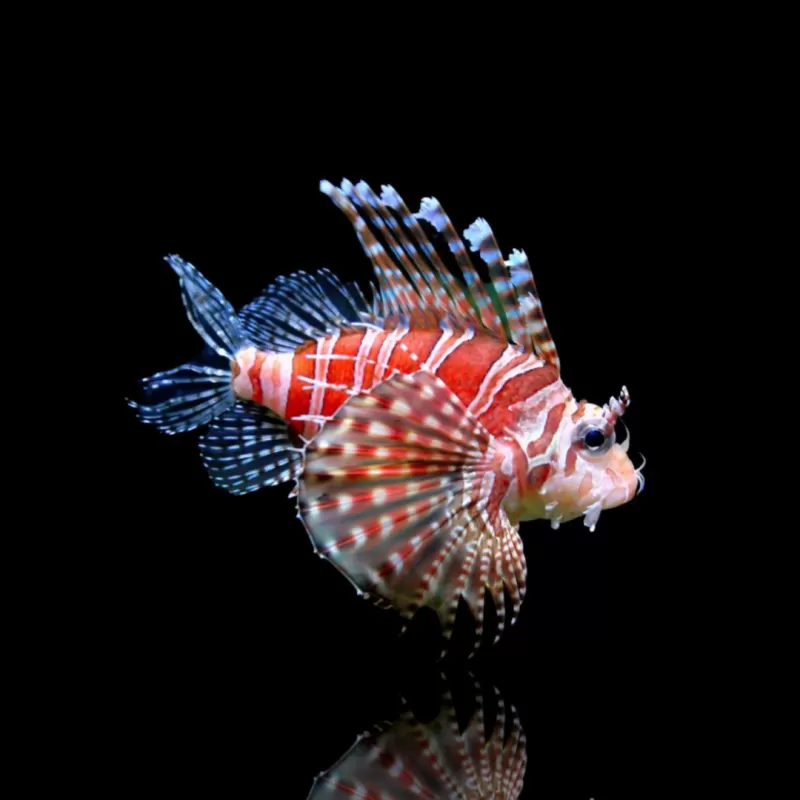 Dendrochirus Zebra | Coralandfishstore.nl
