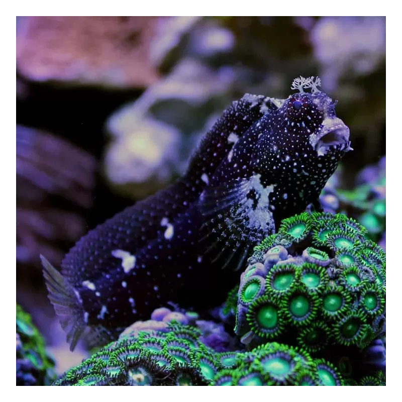 Salarias Ramosus - Henkie vis kopen?| Coralandfishstore.nl