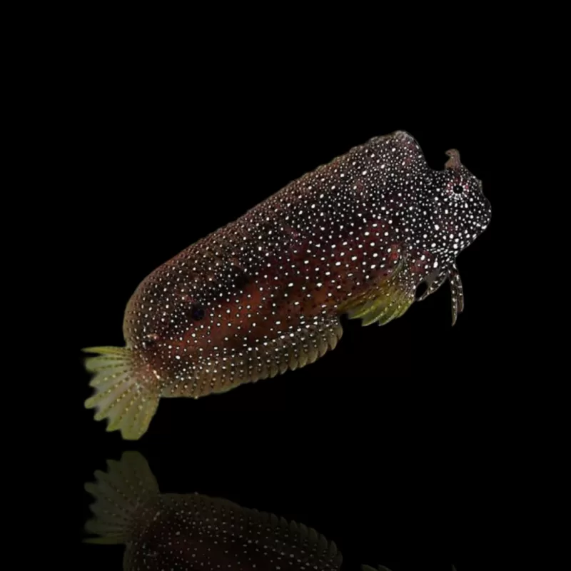 Salarias Ramosus - Henkie vis kopen?| Coralandfishstore.nl