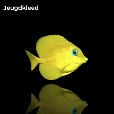 Acanthurus coeruleus kopen?| Coralandfishstore.nl