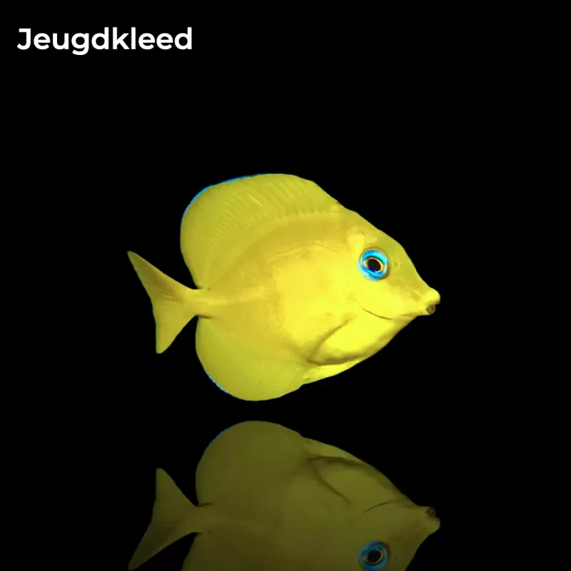 Acanthurus coeruleus kopen?| Coralandfishstore.nl