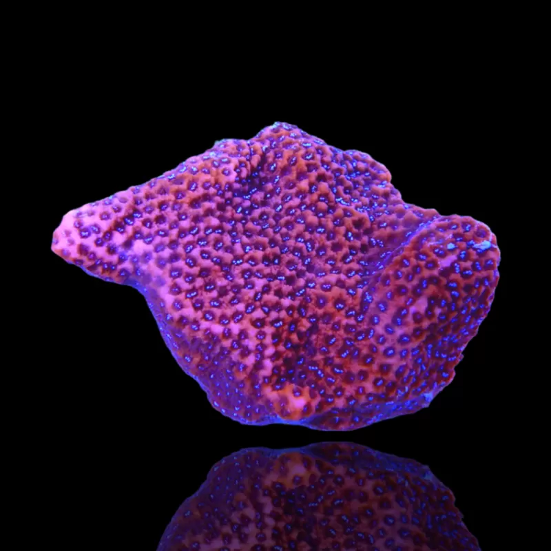Montipora Tuberculosa (M) bestellen? l Coralandfishstore.nl