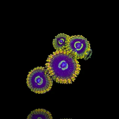 Möchten Sie Zoanthus Joda Frag S-Größe kaufen? | Coralandfishstore.nl