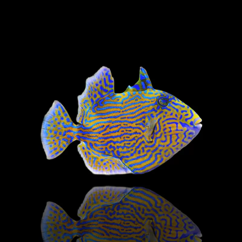 Pseudobalistes Fuscus (M) bestellen? l Coralandfishstore.nl