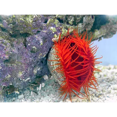 Lima Scabra of de Vijlmossel kopen? | Coralandfishstore.nl