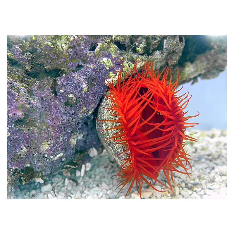 Lima Scabra of de Vijlmossel kopen? | Coralandfishstore.nl