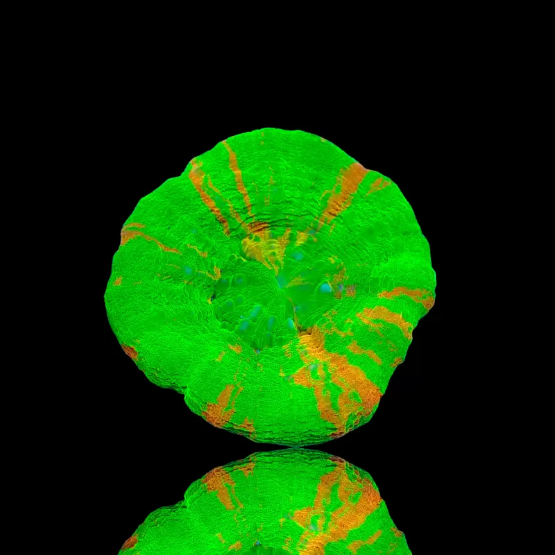 Kaufen Sie Scolimia sortiert Australien | Coralandfishstore.nl