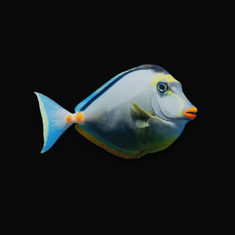 Naso lituratus koekop doktersvis kopen? | Coralandfishstore.nl