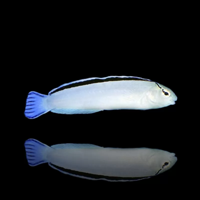 Meiacanthus Smithii (M) bestellen ? l Coralandfishstore.nl