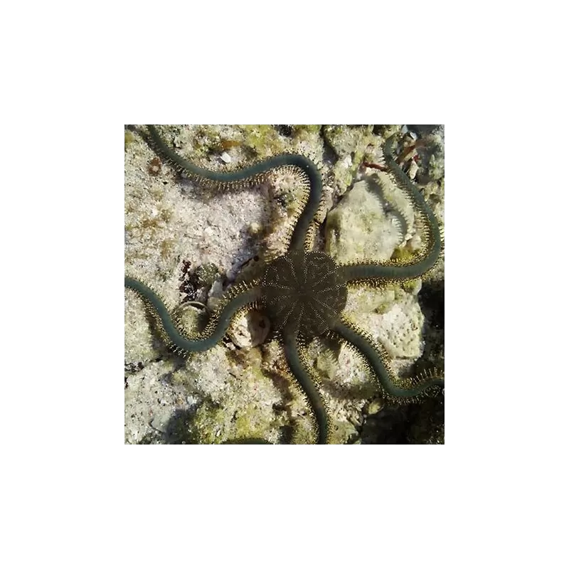 Ophiarachna Incrassata - Groene Slangenster kopen?