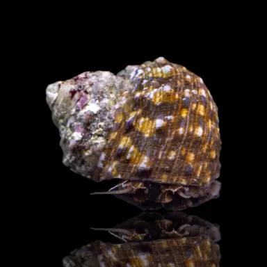 Turbo Fluctuosa de Mexicaanse Turboslak is een goede algen eter.