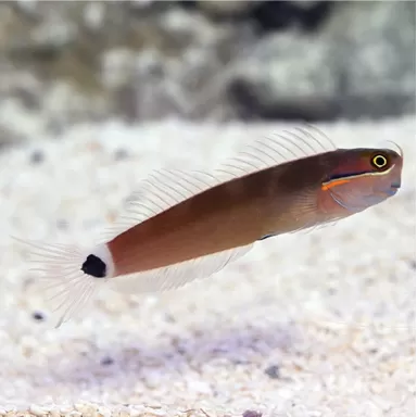 Ecsenius Stigmatura-Staartvlek Blennie | Coralandfishstore.nl