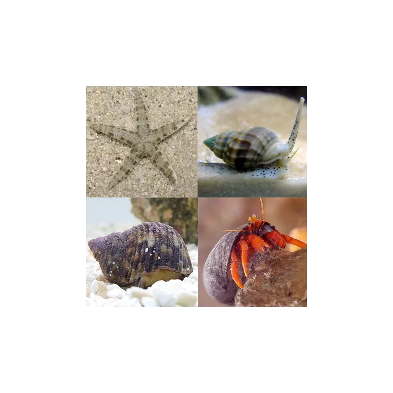 Opruimploeg kopen? | Coralandfishstore.nl