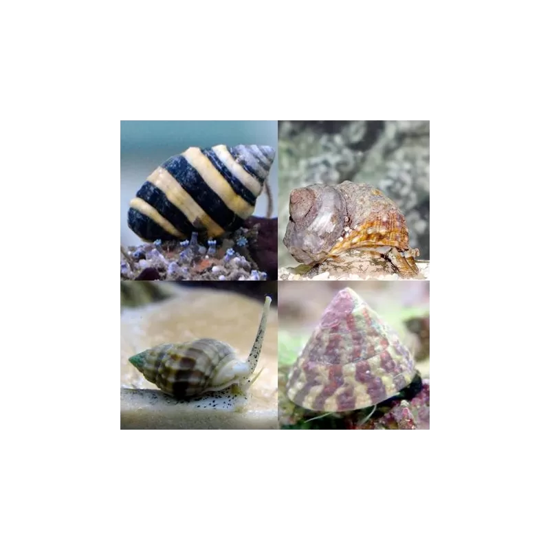 Slakken pack (8 stuks) kopen? | Coralandfishstore.nl