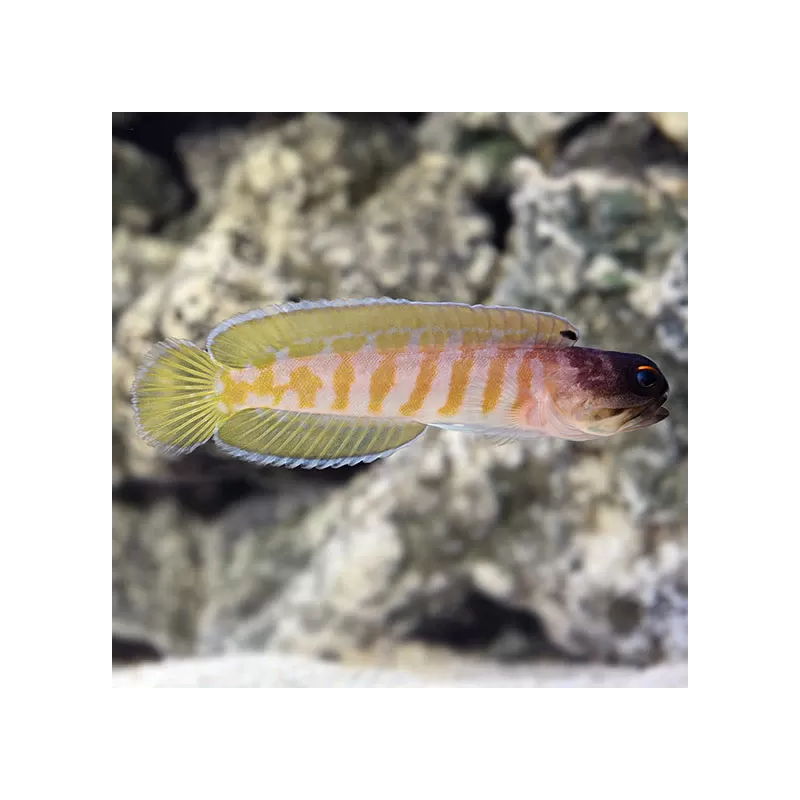 Opistognathus Randalli - Goudband kaakvis kopen? | Coralandfishstore.nl