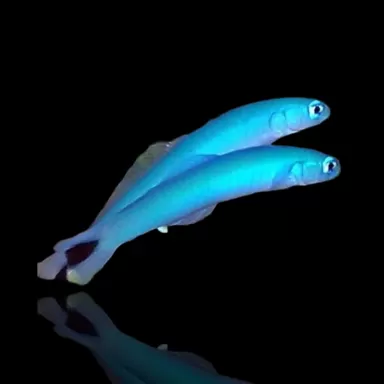 Ptereleotris Heteroptera kopen? | Coralandfishstore.nl