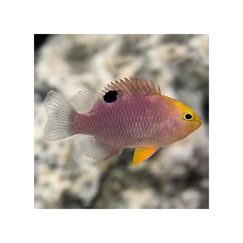 Chrysiptera Talboti kopen?| Coralandfishstore.nl