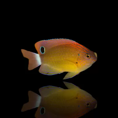 Pomacentrus Bankanensis kopen? | Coralandfishstore.nl