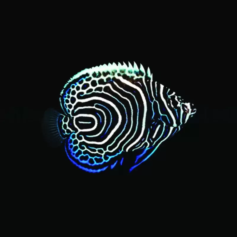 Pomacanthus Imperator| Coralandfishstore.nl