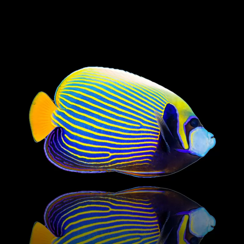 Pomacanthus Imperator (L) bestellen ? l Coralandfishstore.nl