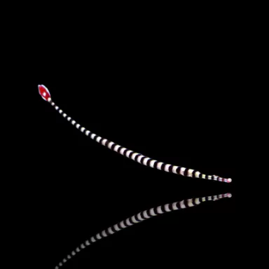 Doryrhampus dactyliophorus kopen? | Coralandfishstore.nl