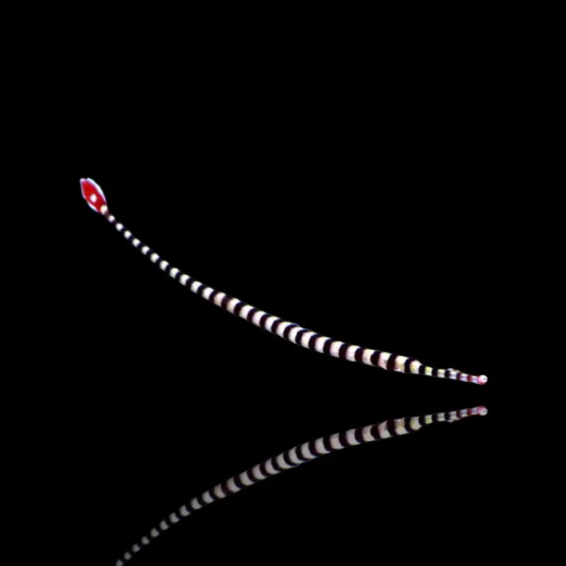 Doryrhampus dactyliophorus kopen? | Coralandfishstore.nl