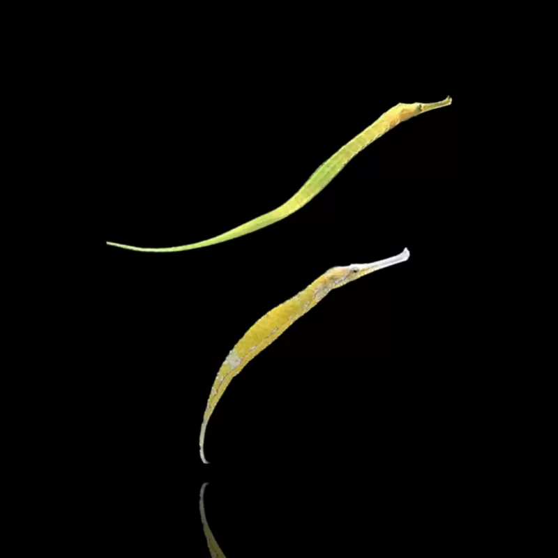 Syngnathoides Biaculeatus bestellen ? l Coralandfishstore.nl