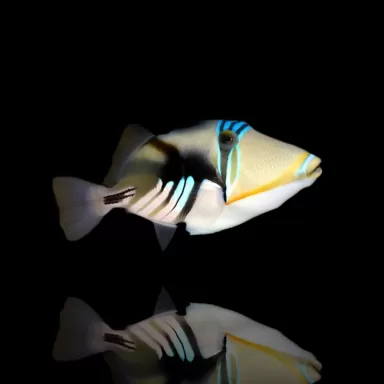 Rhinecanthus Aculeatus kopen`/ | Coralandfishstore.nl