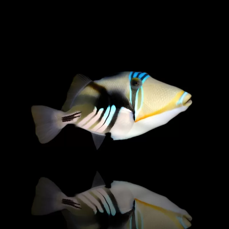 Rhinecanthus Aculeatus kopen`/ | Coralandfishstore.nl