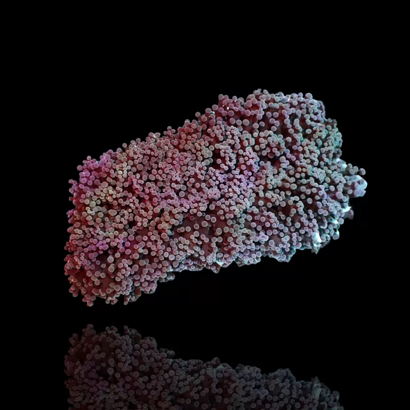 Euphyllia Divisa S-size | Coralandfishstore.nl