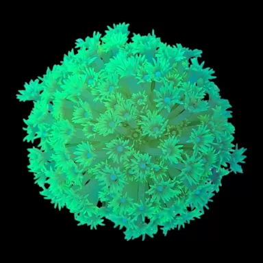 WYSIWYG 636 Goniopora green