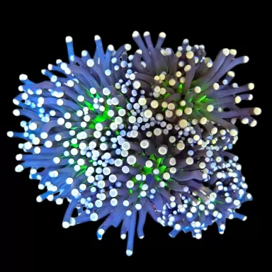 WYSIWYG 640 Euphyllia cristata fluor heart 5 koppen