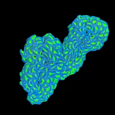 WYSIWYG 643 Euphyllia ancora two color M-size