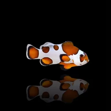 Möchten Sie Amphiprion ocellaris orange storm kaufen? | Coralandfishstore.nl