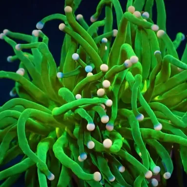 Euphyllia glabrescens cotton candy kopen? | Coralandfishstore.nl