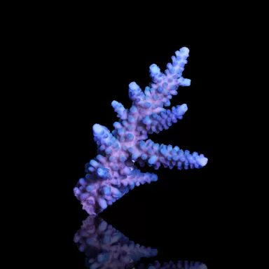 Acropora gomezi