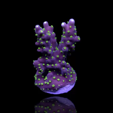 Acropora nana kaufen | Coralandfishstore.nl