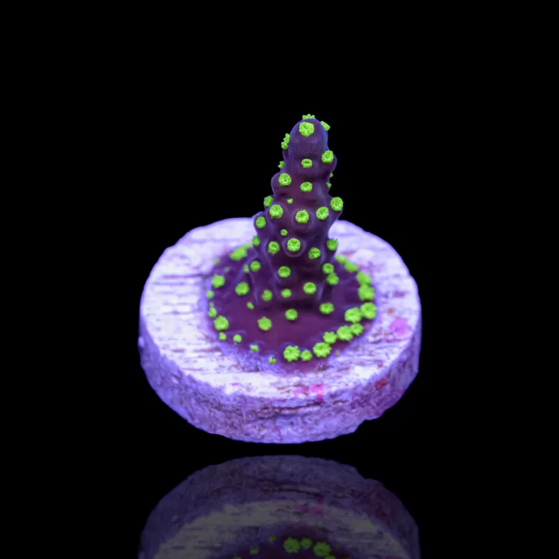 Acropora nana kaufen | Coralandfishstore.nl