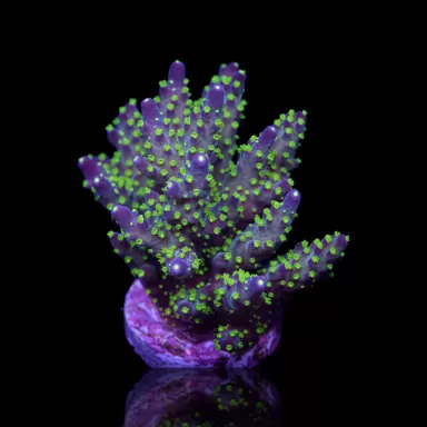 Acropora nana kaufen | Coralandfishstore.nl