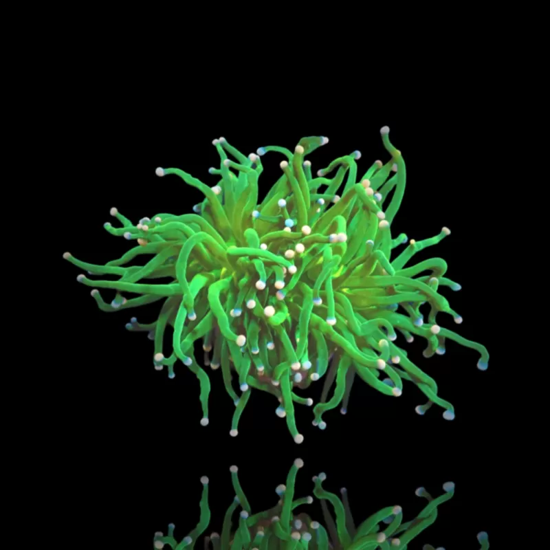 Möchten Sie Zuckerwatte von Euphyllia glabrescens kaufen? | Coralandfishstore.nl