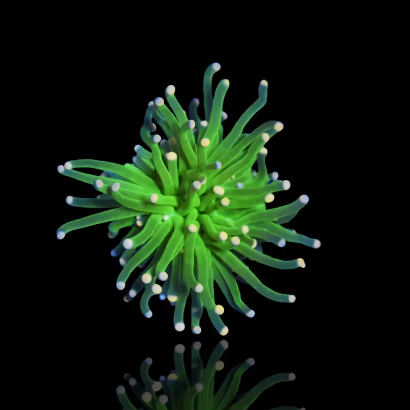 Möchten Sie Zuckerwatte von Euphyllia glabrescens kaufen? | Coralandfishstore.nl