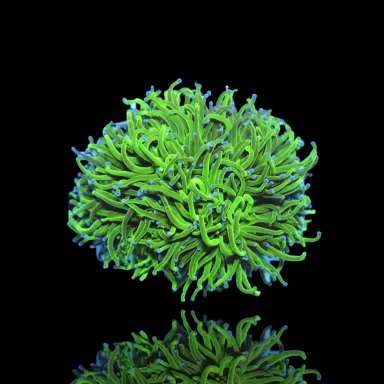 Euphyllia glabrescens blueberry ultra green/blue tip | Coralandfishstore.nl