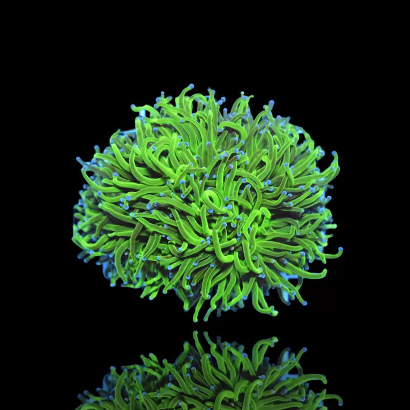 Euphyllia glabrescens Heidelbeere, ultragrün/blaue Spitze | Coralandfishstore.nl